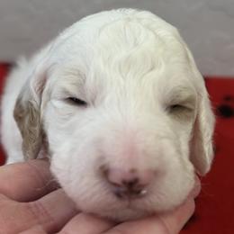 Freckles - Parti female Poodle puppy in Chino Valley, Arizona from Whiskey Row Royals