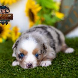 Magellan - Blue merle male Australian Shepherd puppy in Granbury, Texas from Texas Miniature Aussies