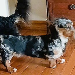 Princess - Dachshund