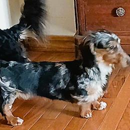 Princess - Dachshund