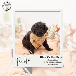 Blue collar - Franklin - Black male Bernedoodle puppy in Lexington, North Carolina from Deborah’s Doodles
