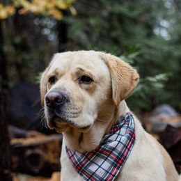 Jack - Labrador Retriever