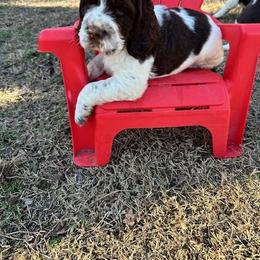 English Springer Spaniel Puppies from Sara's English Springer Spaniels