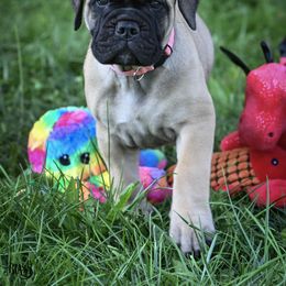 Bullmastiff Puppies from Tamar's Bullmastiffs (with Boundless Bullmastiffs)