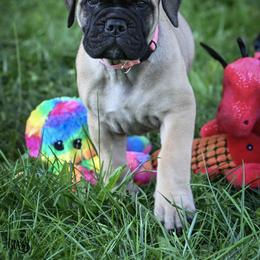 Bullmastiff Puppies from Tamar's Bullmastiffs (with Boundless Bullmastiffs)