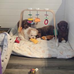 Poodle - Red  male Poodle puppy in Washington from Mt.BakerPoodles&Doodles