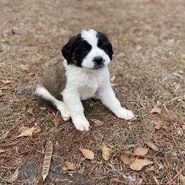 Light Pink female - Red and white female Saint Bernard puppy in Albany, Georgia from Magnolia Saint Bernards
