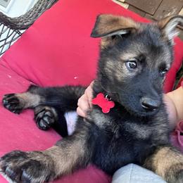 Red Collar - Black and silver male German Shepherd puppy in Kansas, Ottawa, Kansas from Import German Shepherds of Kansas