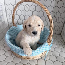 Hopper - Cream male Goldendoodle puppy in Mount Pleasant, Utah from Betty's Goldendoodles