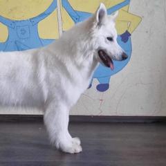 Puvvy - Berger Blanc Suisse