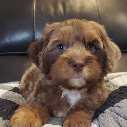 Cockapoo and Goldendoodle Puppies from Robbin's Treasures