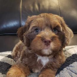 Cockapoo and Goldendoodle Puppies from Robbin's Treasures