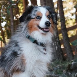 Woody - Miniature Australian Shepherd