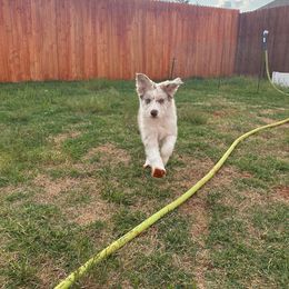 Border Collie Puppies from SoCal Border Collies