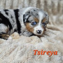 Tsireya - Blue merle female Miniature Australian Shepherd puppy in Orrtanna, Pennsylvania from Mountain Top Shepherd's