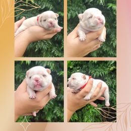 Red girl - Cream female French Bulldog puppy in Polk City, Florida from Best Friend Frenchies, LLC