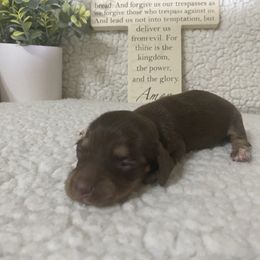 Dovie - Chocolate and cream Dachshund puppy in Franklin, Georgia from Camdox