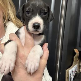RED COLLAR - Mantle female Great Dane puppy in Plumstead Township, Pennsylvania from Gresko Danes