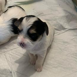 Black White Parti Female - Parti female Yorkipoo puppy in Topeka, Kansas from Bayless Yorkiepoos