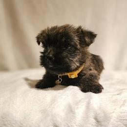 Cairn Terrier Puppies from Elam Acres Cairn Terriers