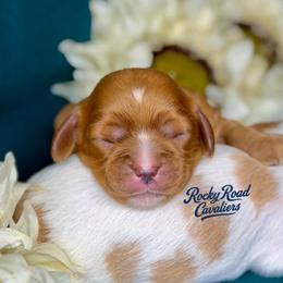 Sabrina - Ruby female Cavalier King Charles Spaniel puppy in Nashville, Arkansas from Rocky Road Puppies