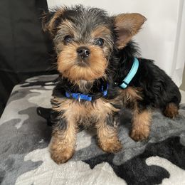 Yorkshire Terrier Puppies from Purple Ribbon Yorkie Kennel