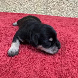 Rena - Black and silver female Miniature Schnauzer puppy in Comanche, Texas from Circle R Sidney