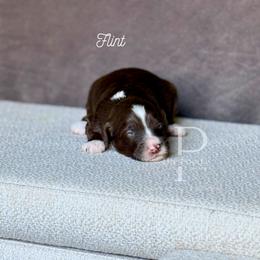 Flint - Brown and white male Bernedoodle puppy in Tulsa, Oklahoma from The Poodle Co. Raising Doodles & Poodles
