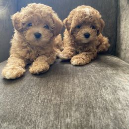Cavapoo, Maltipoo, and Poodle Puppies from McCraws N Paws