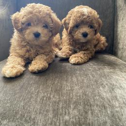 Cavapoo, Maltipoo, and Poodle Puppies from McCraws N Paws