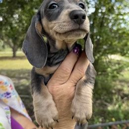 Blue Boy - Blue and tan male Dachshund puppy in Brooksville, Florida from Ween Acres