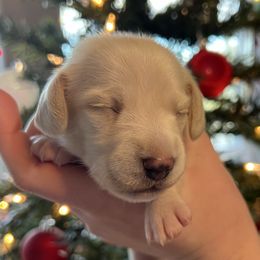 Red collar - Cream male Dachshund puppy in Pasco, Washington from Loyal Lil Dachshunds