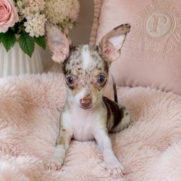 Pixie - Merle female Chihuahua puppy in Ozone Park (Queens), New York from Petite Pups LLC