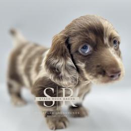 Dachshund puppies from Stack Rock Mini Dachshunds