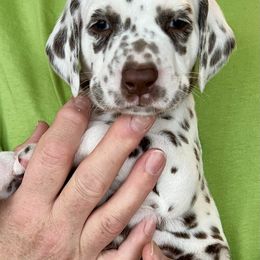 Dalmatian Puppies from Sweet Street Dalmatians