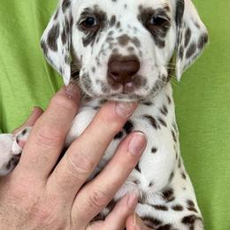 Dalmatian Puppies from Sweet Street Dalmatians