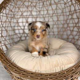 Fettuccine - male Australian Mountain Doodle puppy in Sweetwater, Florida from Sandy Snout Doodles