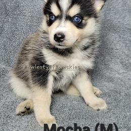 Pomsky Puppies from Paw-lenty of Pomskies