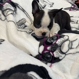 Brown - Brindle and white male Boston Terrier puppy in Goshen, Ohio from Washburns bostons
