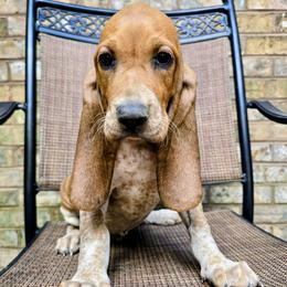 Zion - Red male Colombian Fino Hound puppy in Kingston, Tennessee from Fino Hounds USA