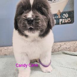 Candy Cane - White and gray female Newfoundland puppy in Ohio from Vermillion Newfoundlands