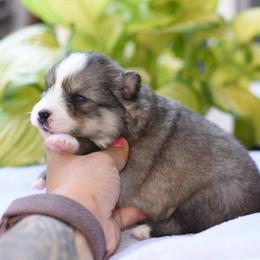 Kiara - Wolf sable female Pomsky puppy in Coos Bay, Oregon from Ocean View Pomskies