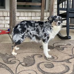 Linna - Australian Shepherd