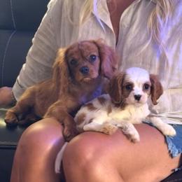 Bella - Ruby female Cavalier King Charles Spaniel puppy in Encinitas, California from Seaside Cavaliers