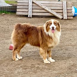 Rusty - Australian Shepherd