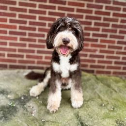 Knox - Bernedoodle