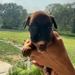 Brooklyn - Fawn female Boxer puppy in Jamesville, New York from Reynolds Homestead Boxers