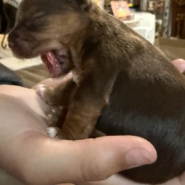 Pinkie - Chocolate, tan and white female Yorkshire Terrier puppy in Debary, Florida from Behrens_Beauties
