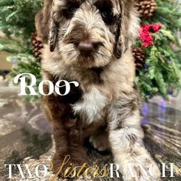 Roo - female Newfypoo puppy in Jackson, Missouri from Two Sisters Ranch, LLC