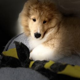 Dalmatian and Shetland Sheepdog Puppies from Karmayne Kennels